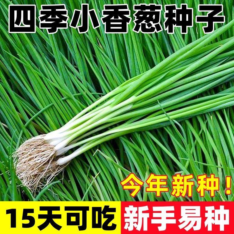 四季小香葱阳台室内盆栽四季播种葱种家庭种小香葱菜易种耐寒蔬菜,鲜花速递/花卉仿真/绿植园艺,家庭园艺种子,淘宝优惠券,粉丝福利购,淘宝优惠卷