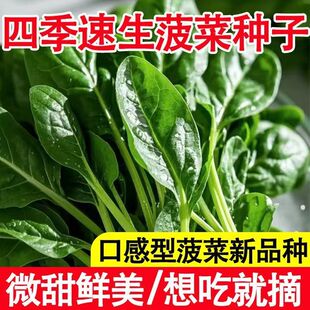 大叶菠菜蔬菜种子土菠菜种子速生家庭院阳台易种大全四季 四季 种植