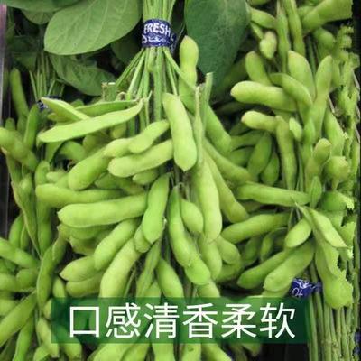 菜毛豆种籽早熟大荚毛豆