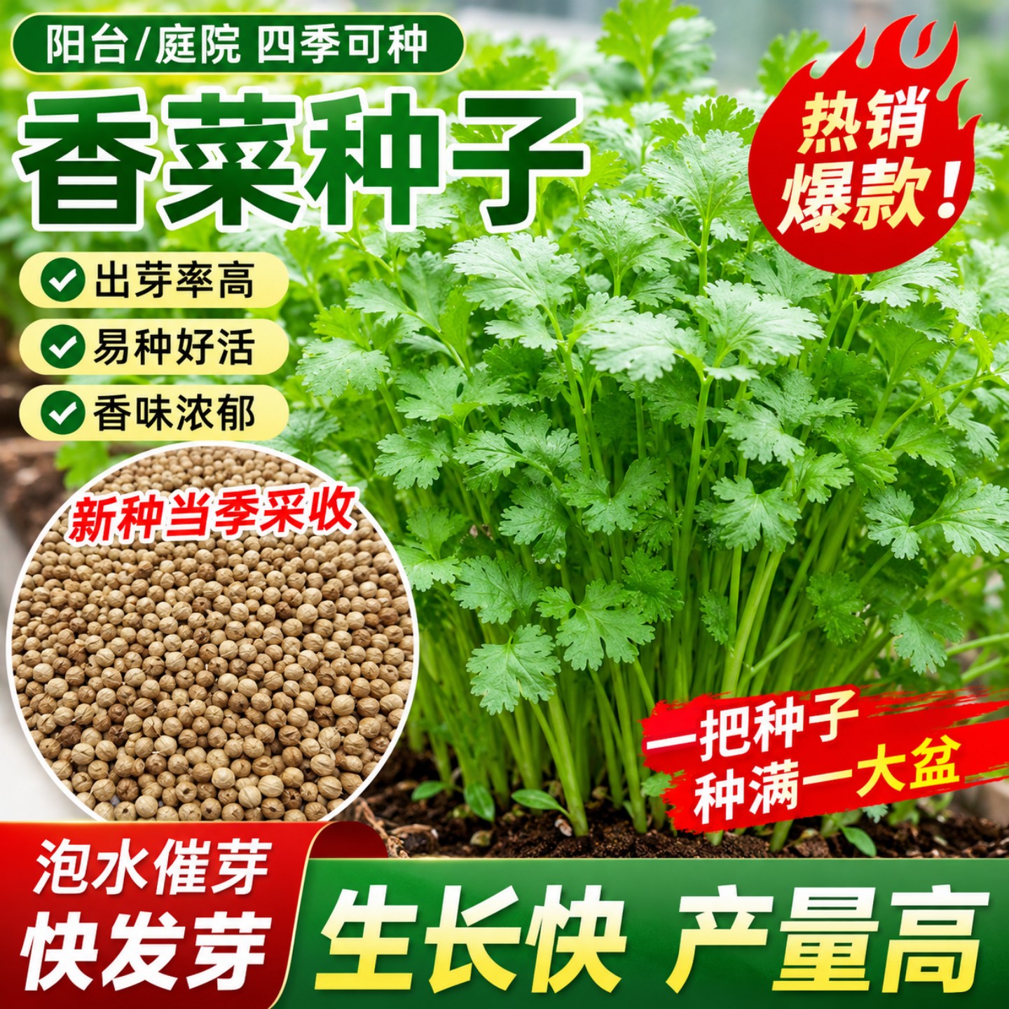 四季速生大叶香菜种子农家香菜
