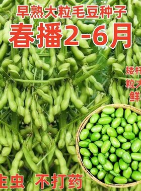早熟高产大粒毛豆种子软糯清香非转基因毛豆种子春播夏播抗病耐寒