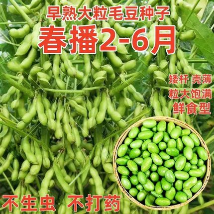 早熟高产大粒毛豆种子软糯清香非转基因毛豆种子春播夏播抗病耐寒