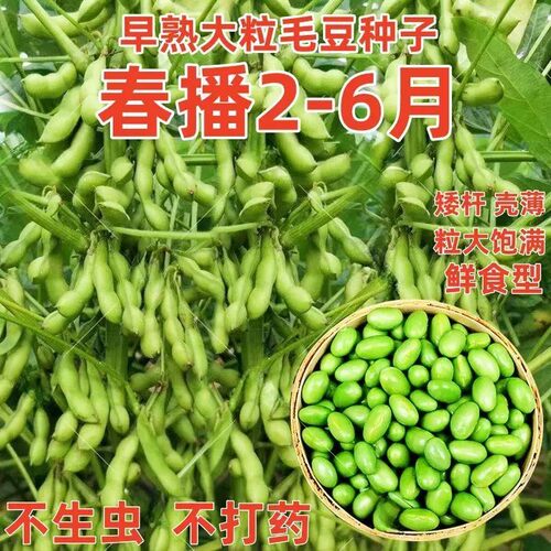 早熟高产大粒毛豆种子软糯清香非转基因毛豆种子春播夏播抗病耐寒