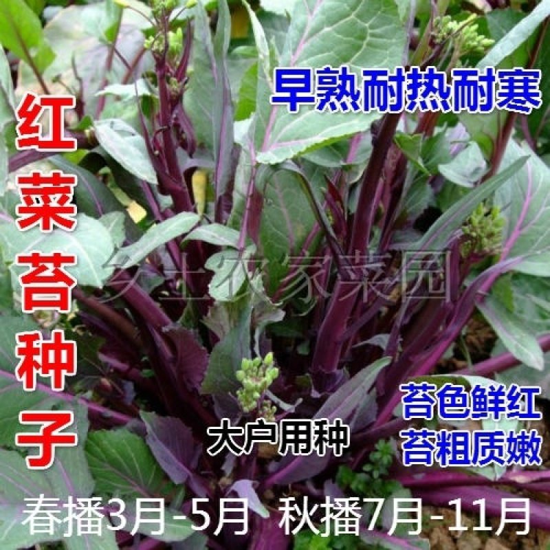 武汉洪山红菜苔薹种子 阳台庭院秋季播盆栽菜心蔬菜 易种【3月16