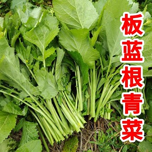 板蓝根青菜种子板蓝根苔种籽嫩叶苔茎清甜鲜脆四季春播蔬菜种子
