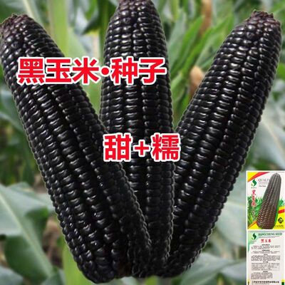 黑甜糯玉米种子黑糯玉米香甜糯玉米种鲜食苞米黑玉米
