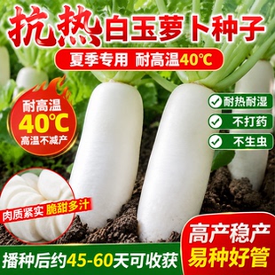 夏抗白玉萝卜种子夏秋栽种耐热早熟白萝卜耐热耐高温四季蔬菜种子