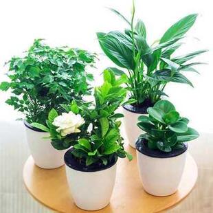 Green plant ornaments small potted plants real flowers