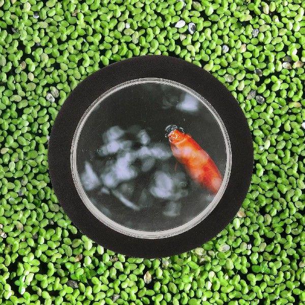 Pond Fish Viewing Cover Small Dome Floating Round