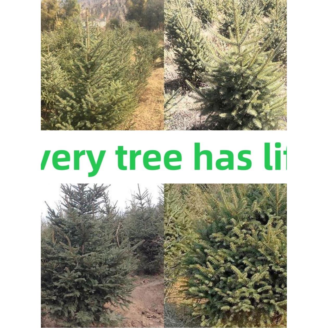 Spruce Tree Christmas tree Every tree has life Potted Plant