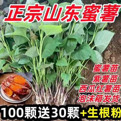 蜜薯苗红薯苗西瓜红蜜薯苗种高产地瓜苗紫薯红薯苗秧叶苗山芋苗