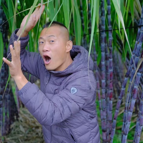 正宗广西老品中紫黑皮甘蔗    精品中段