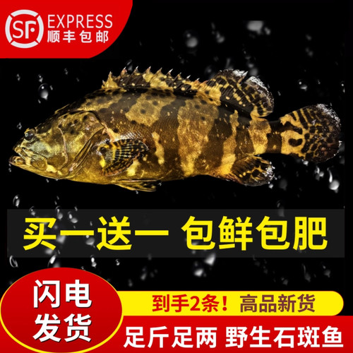 【买一送一】深海野生石斑鱼