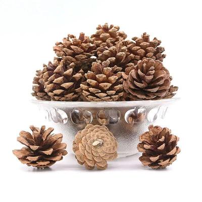PineCones 3 to 4cm Natural Pine Cones for Christmas e Decor