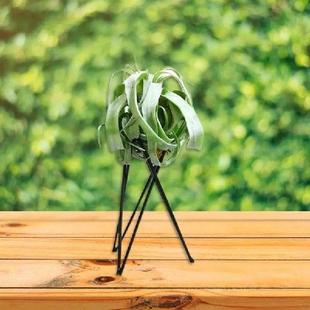 Air Plant Holder Metal Flower Pot Stand Geometric Iron