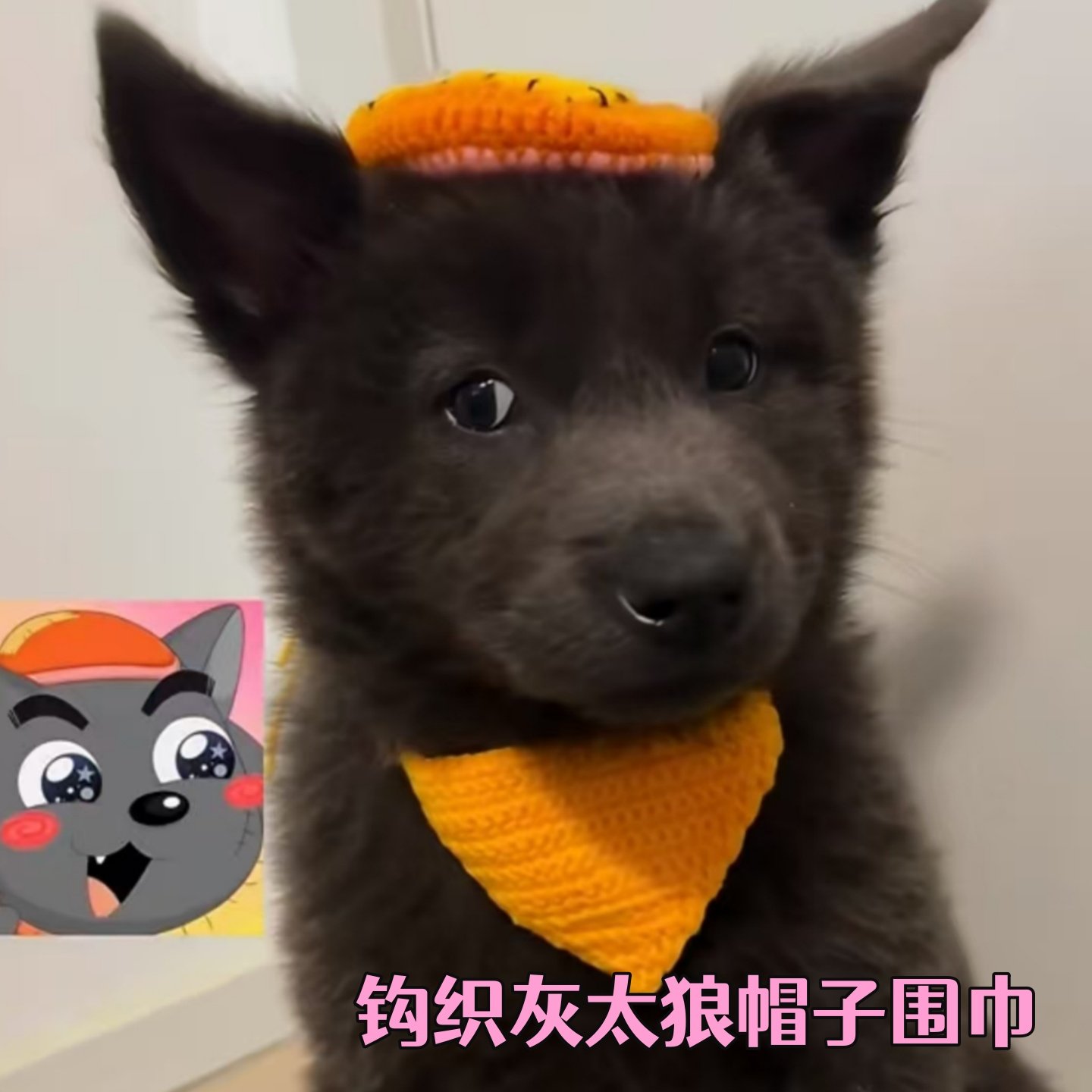 喜羊羊与灰太狼cospaly补丁帽子同款猫咪狗狗宠物帽子围巾钩织,服饰配件/皮带/帽子/围巾,DIY编织材料包,淘宝优惠券,粉丝福利购,淘宝优惠卷