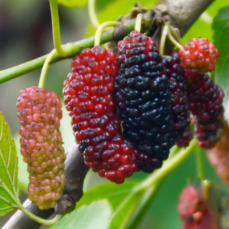 无籽大十桑葚树苗