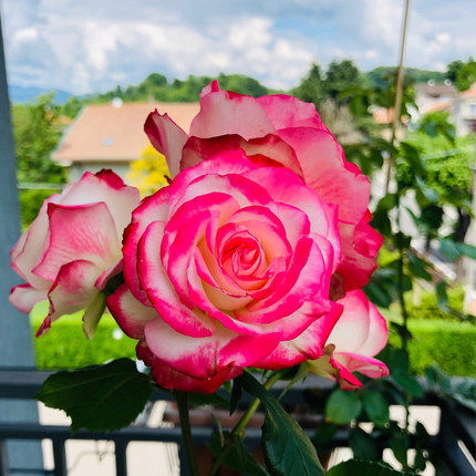 复色大花月季苗摩纳哥公爵耐热抗病花朵会变色四季开花卉绿植盆栽