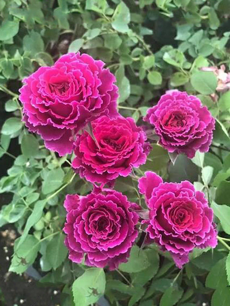 居家阳台大花微月草药浓香丰花多头月季花