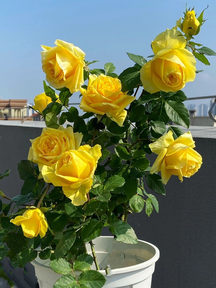 苏格兰黄油切花月季阳台庭院花朵杯状金黄色大花玫瑰多季开美观