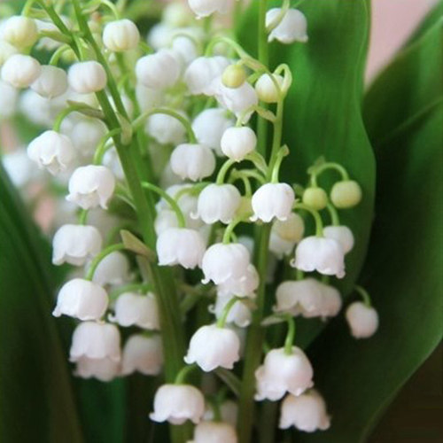 现货浓香小型铃兰阳台桌面室内外四季花盆子苗栽绿色植种下小球