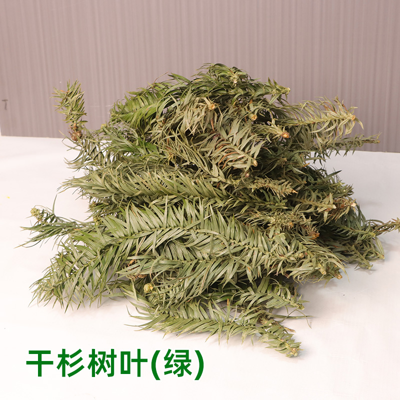 杉树叶压花干花装饰品DIY手工