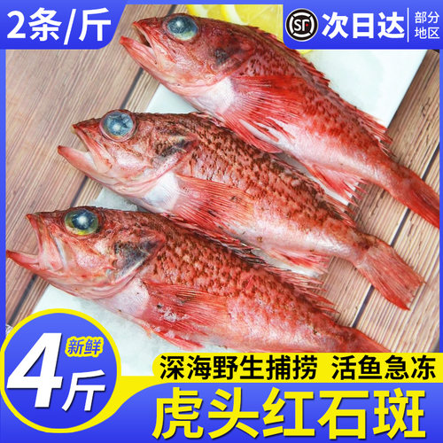 4斤虎头鱼新鲜老虎鱼十九公鱼海捕虎头斑鱼