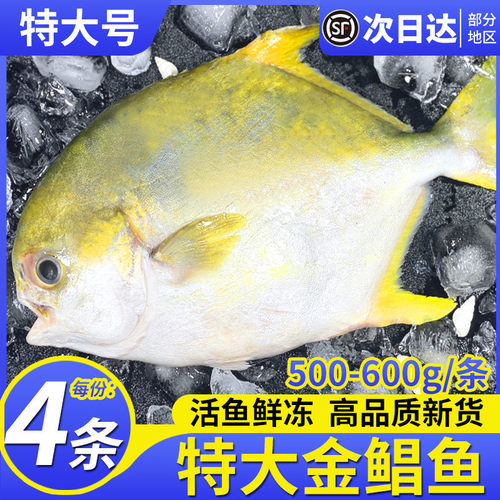 鲜活金鲳鱼新鲜冷冻金昌鱼4条装