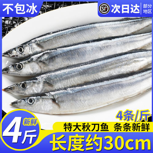 新鲜秋刀鱼特大号4条/斤条条肥嫩