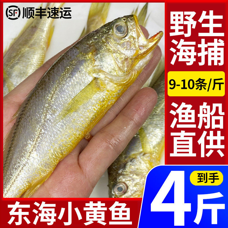 4斤小黄鱼新鲜冷冻舟山海捕小黄花鱼黄花鱼鲜活海鲜水产9-10条/斤