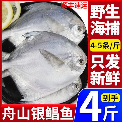 4斤新鲜银鲳鱼舟山海捕白鲳鱼
