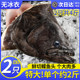 鸦片鱼头新鲜冷冻碟鱼头特大深海鲽鱼头商用批发雅片蝶鱼头鸦片鱼