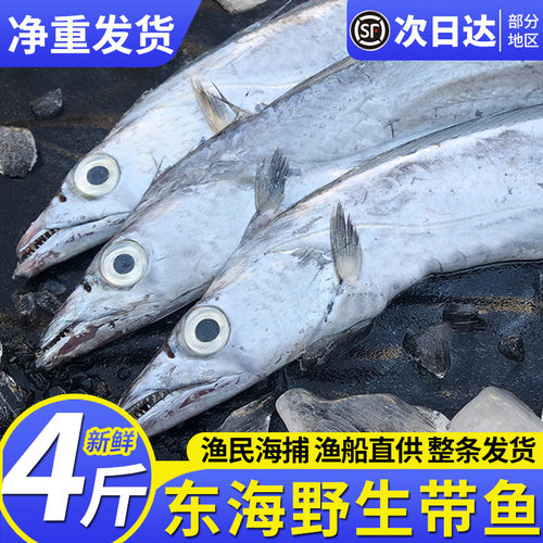 4斤4条特大舟山雷达网带鱼小眼睛