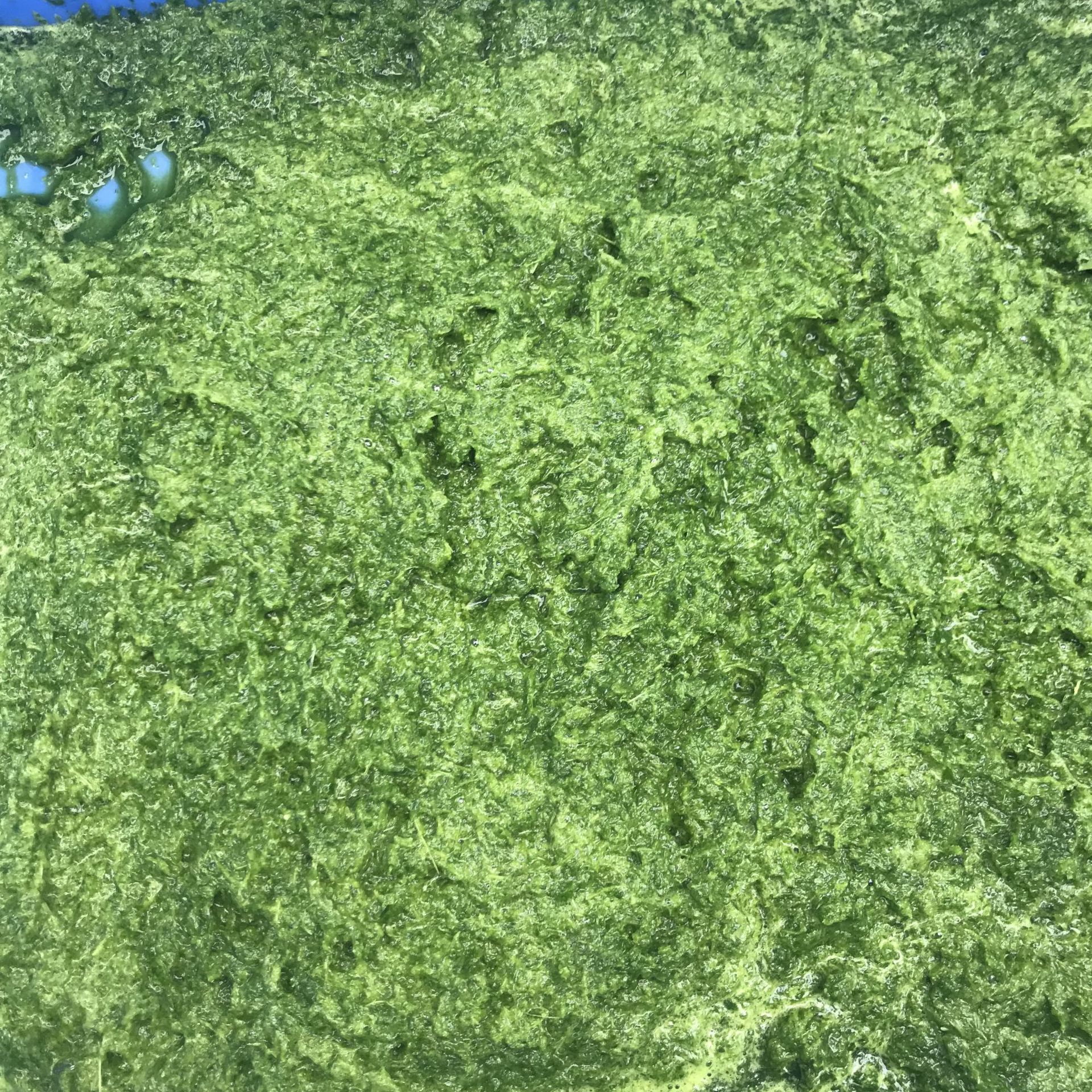 *土豆南瓜打碎研磨机 新鲜青红辣椒蒜头打碎机菠萝刺梨破碎切碎机