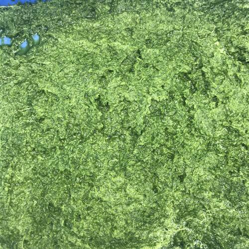 *土豆南瓜打碎研磨机 新鲜青红辣椒蒜头打碎机菠萝刺梨破碎切碎机