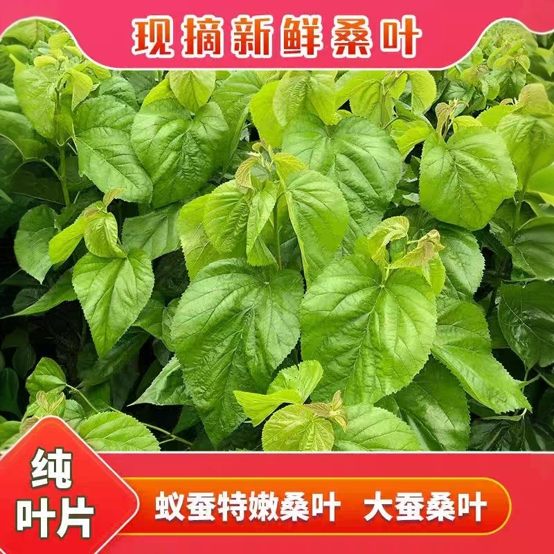 新鲜桑叶现摘嫩桑叶可食用桑叶蚕虫吃桑树叶大小蚕食物蚕树叶