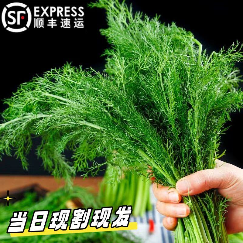 顺丰包邮茴香菜新鲜现摘茴香菜整棵发货头茬鲜嫩小茴香菜