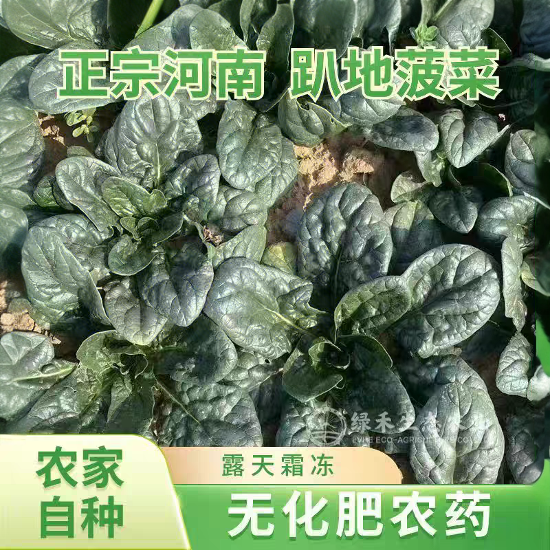 霜打趴地菠菜新鲜现挖现发红根矮脚菠菜时令蔬菜露天老品种菠菜