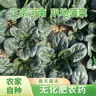 霜打趴地菠菜新鲜现挖现发红根矮脚菠菜时令蔬菜露天老品种菠菜