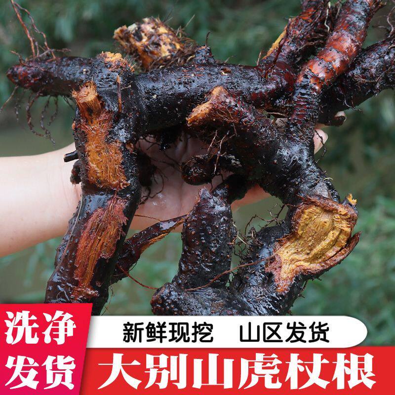 现挖新鲜虎杖根野生虎杖根块酸筒斑杖根中药材泡酒虎杖根