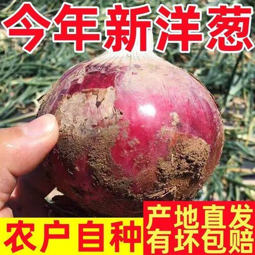 河南现挖紫红皮洋葱农家自种新鲜洋葱产地直发圆葱头生吃嫩洋葱