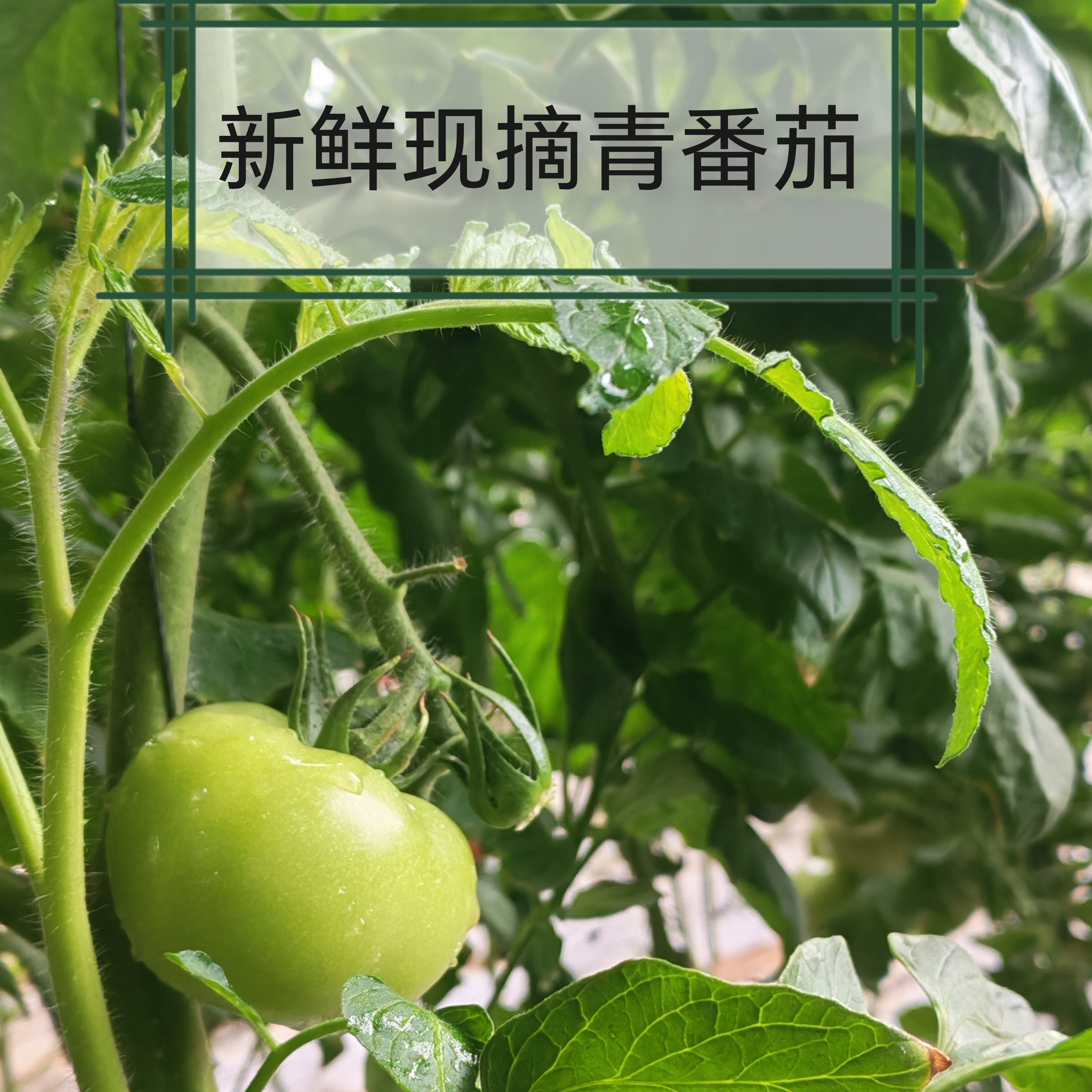 青西红柿青番茄现摘现发包邮