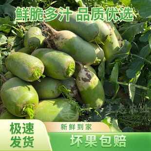河南信阳沙窝青萝卜水果青萝卜脆甜微辣新鲜老品种萝卜时令蔬菜