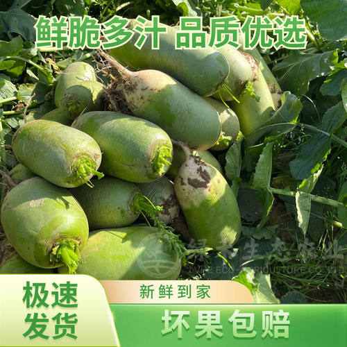 信阳现挖新鲜沙地萝卜