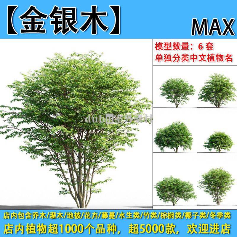 乔木-119-【金银木】max植物模型-园林景观室外3d植物模型素材