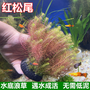 红松尾水草坨草新手懒人水草鱼缸造景淡水浪草净化水质活体真水草
