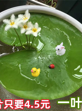 一叶莲碗莲带花苞鱼缸造景浮萍水生花卉植物净化水质水培绿植睡莲