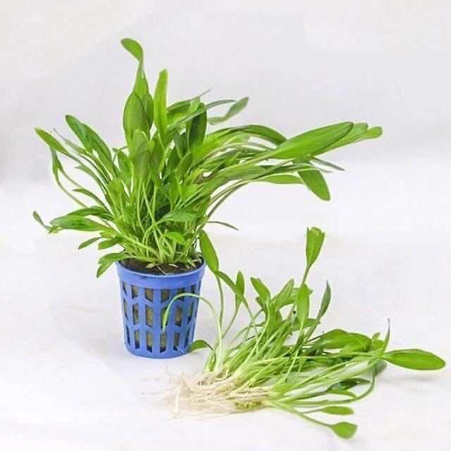 泰国青椒植物阴性草增氧水下草净化水质养虾真水草懒人新手