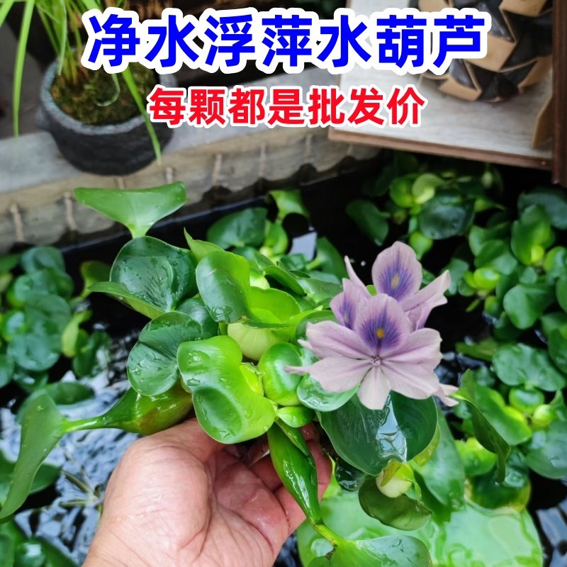 水葫芦水草净化水质浮萍古法养鱼图片
