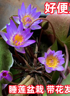 睡莲水培植物带花苞发货香水睡莲